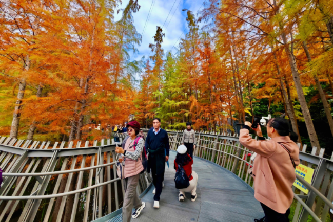 福州：福道水杉“换装”迎客