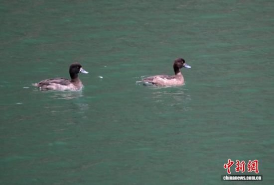 图为凤头潜鸭在水面悠游。廖金朋 摄