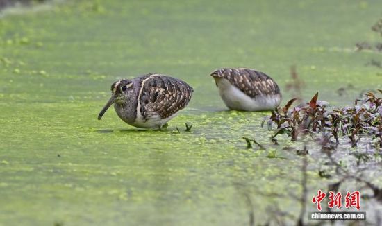 图为在洛溪村现身的彩鹬。罗华兴 摄