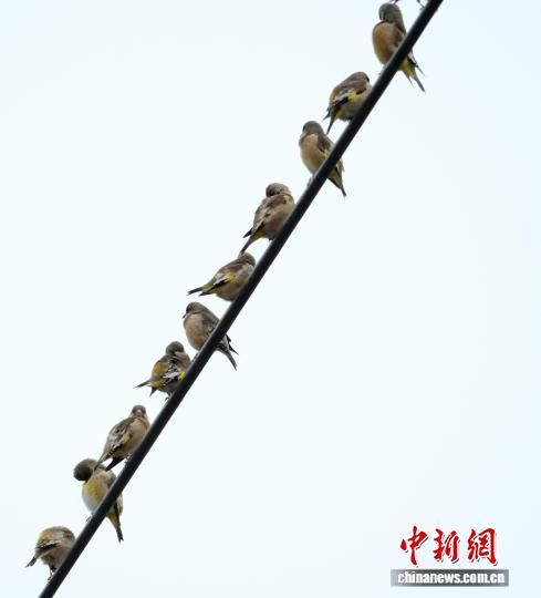 图为在洛溪村现身的金翅雀。廖金朋 摄