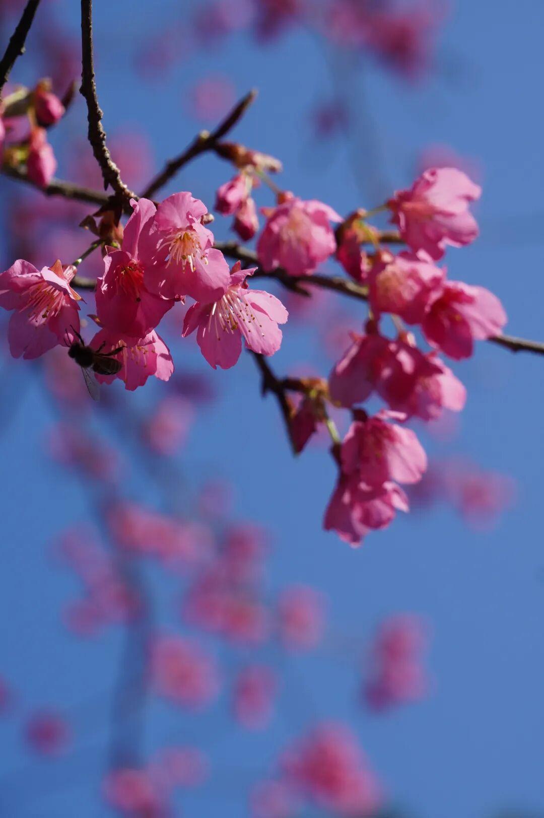 开啦！开啦！福州这里迎来颜值巅峰