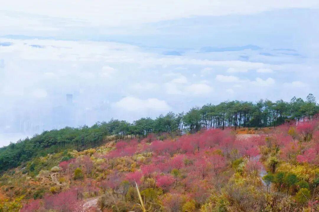 开啦！开啦！福州这里迎来颜值巅峰