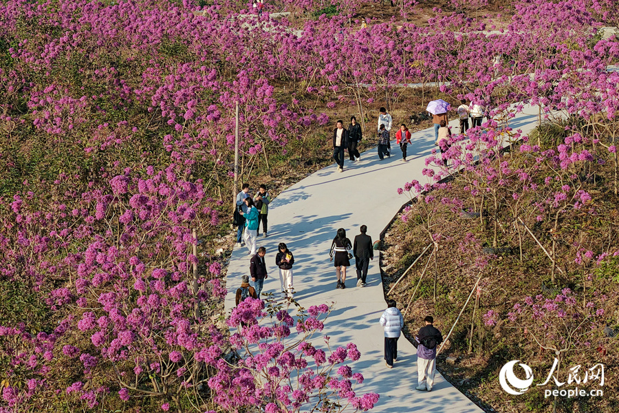 盛放的紫花风铃木夹道。人民网记者 陈博摄