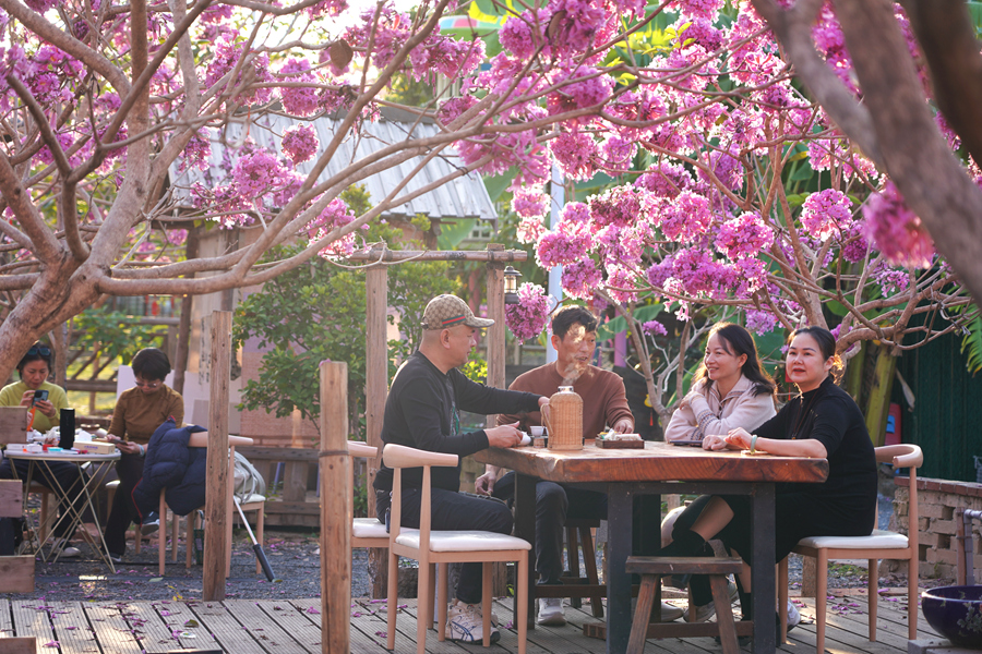 游客在紫花风铃木花海中泡茶,享受午后时光。庄莉红摄