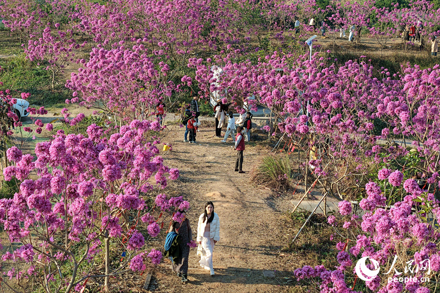新年紫花迎客来。人民网记者 陈博摄