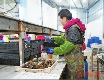 连江鲍鱼从大海“直游”全国