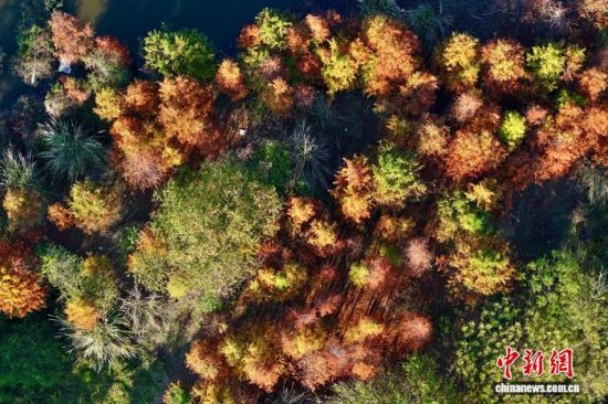 1月7日，福建省福州市闽侯县湿地公园里的水杉渐渐变红。(无人机照片)中新社记者 王东明 摄