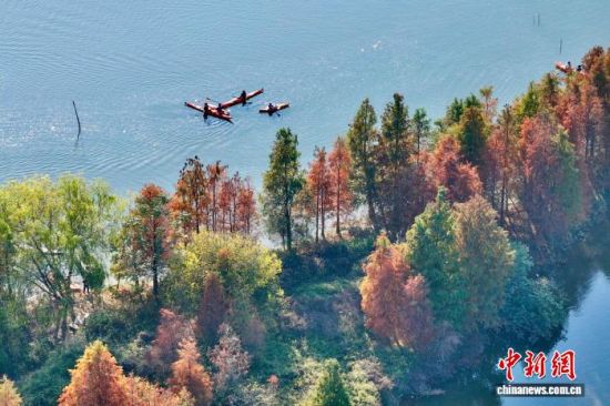 1月7日，福建省福州市闽侯县湿地公园里的水杉渐渐变红。(无人机照片)中新社记者 王东明 摄