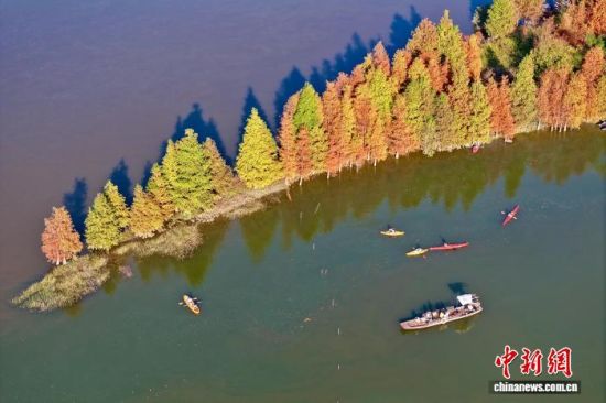 1月7日，福建省福州市闽侯县湿地公园里的水杉渐渐变红。(无人机照片)中新社记者 王东明 摄