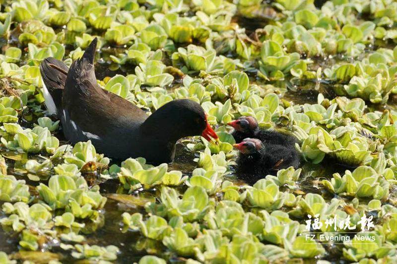 福州西湖公园“鸟口”调查报告出炉
