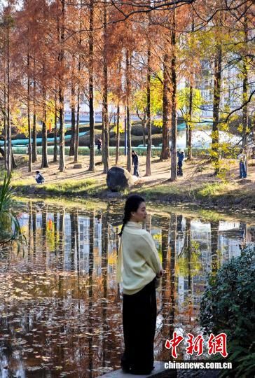 1月15日，福州闽江公园南园的水杉树正值观赏期，吸引不少市民、游客前来观赏打卡。中新社记者 吕明 摄