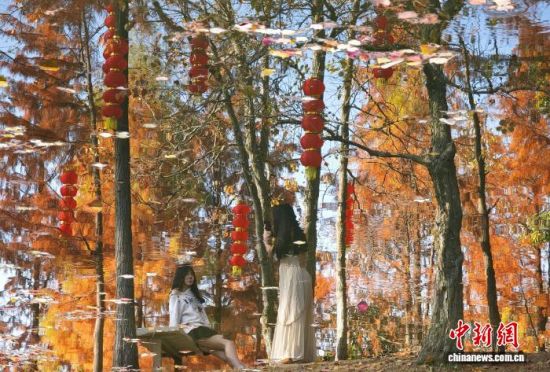 1月15日，福州闽江公园南园的水杉树正值观赏期，吸引不少市民、游客前来观赏打卡。中新社记者 吕明 摄