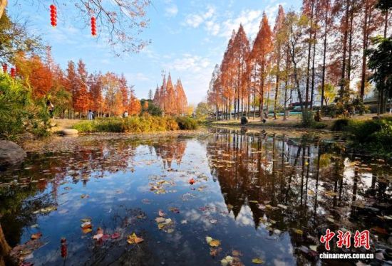 1月15日，福州闽江公园南园的水杉树正值观赏期，吸引不少市民、游客前来观赏打卡。中新社记者 吕明 摄