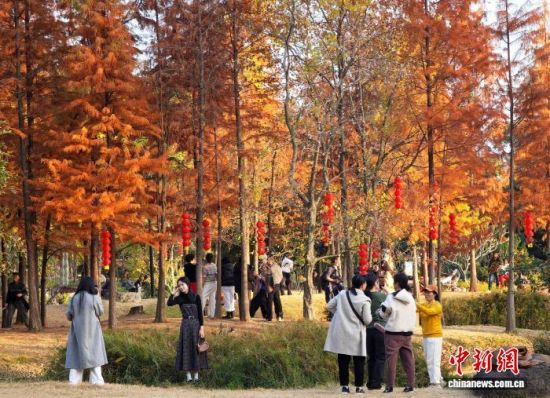 1月15日，福州闽江公园南园的水杉树正值观赏期，吸引不少市民、游客前来观赏打卡。中新社记者 吕明 摄