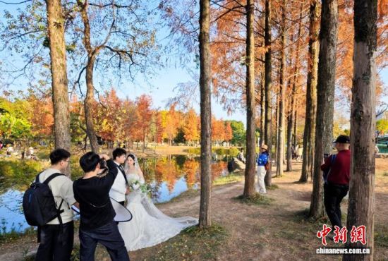 1月15日，福州闽江公园南园的水杉树正值观赏期，吸引不少市民、游客前来观赏打卡。中新社记者 吕明 摄