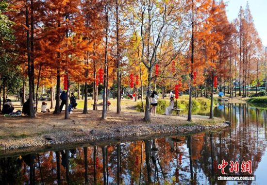 1月15日，福州闽江公园南园的水杉树正值观赏期，吸引不少市民、游客前来观赏打卡。中新社记者 吕明 摄