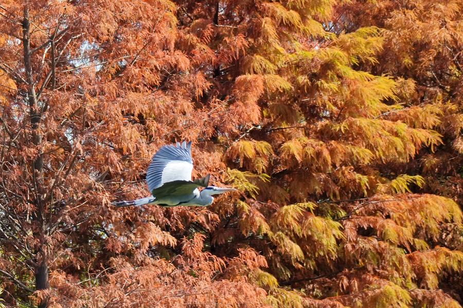 苍鹭在落羽杉林间展翅飞翔。陈俏伊摄