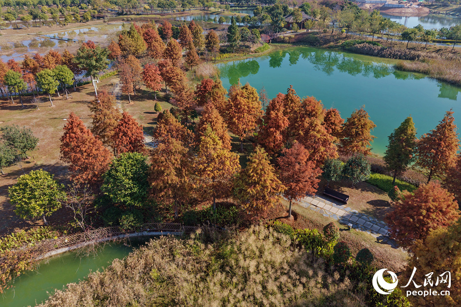 五彩缤纷的落羽杉犹如打翻的调色板，在大地上涂抹出靓丽的红。人民网记者 陈博摄