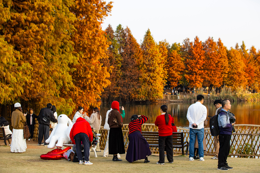 在厦门园博苑内，市民游客在落羽杉草坪拍照休闲。肖晓晶摄