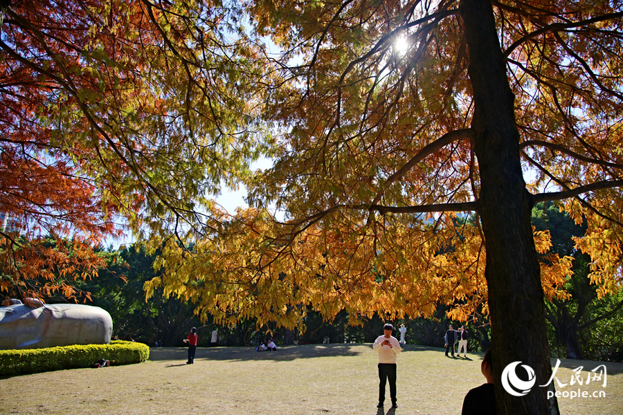 在厦门南湖公园中，落羽杉树冠呈现绿、黄、橙、红错落交织的景色。人民网记者 陈博摄