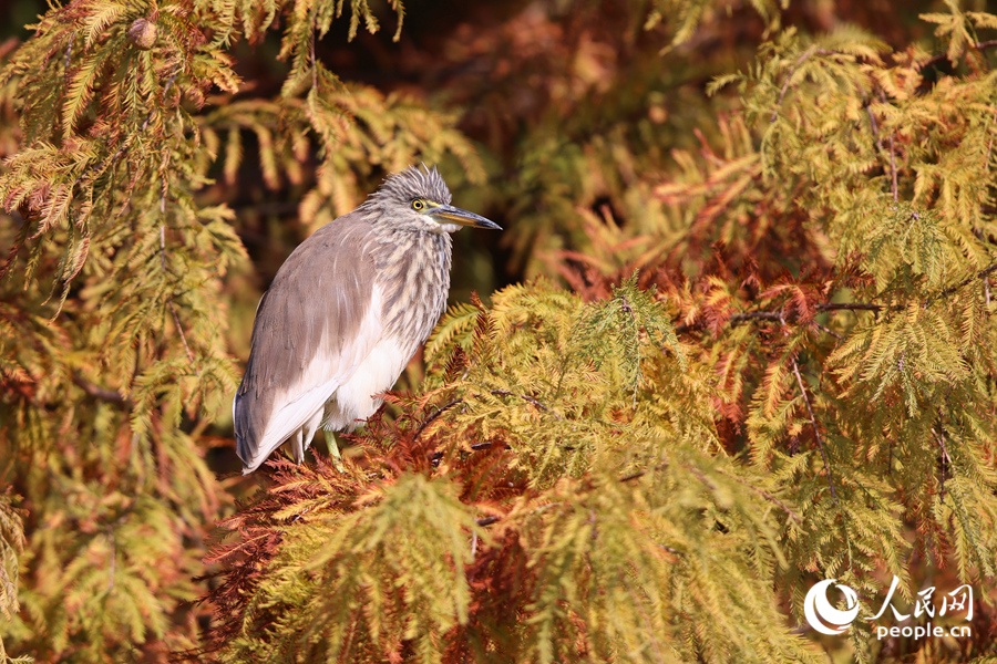 在位于厦门思明的东山水库，池鹭在落羽杉枝头停留。人民网记者 陈博摄