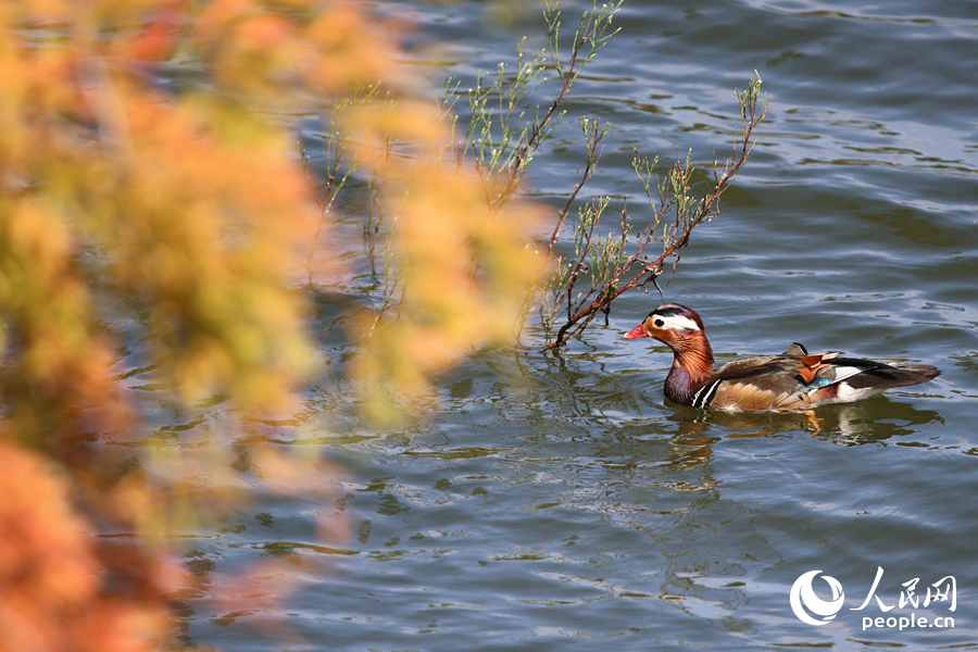 鸳鸯在落羽杉下觅食。人民网记者 陈博摄