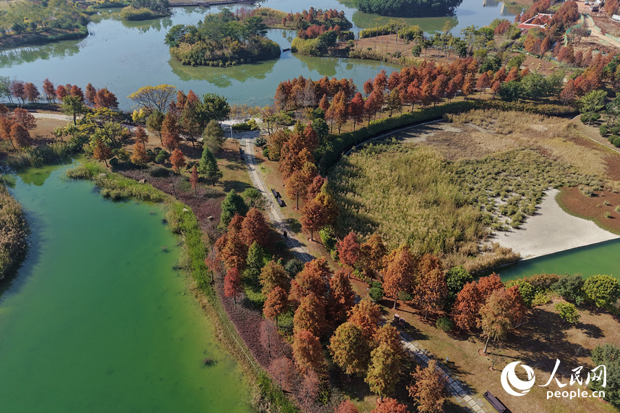 美丽而富有特色的落羽杉是厦门冬季里的“当红”美景。人民网记者 陈博摄