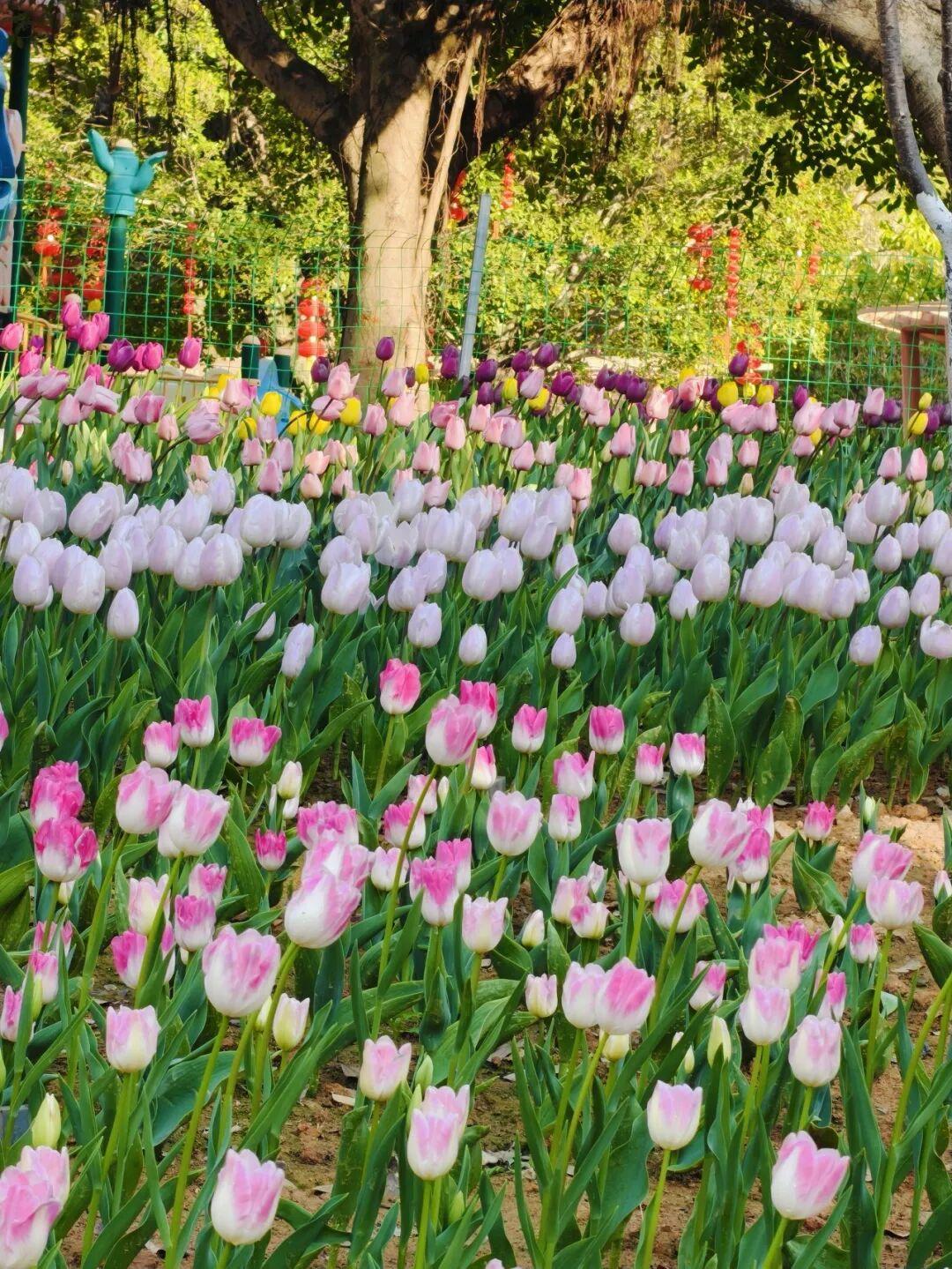 开了！开了！福州一公园上新！就在这里→