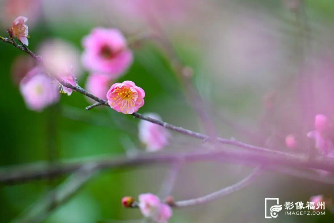 顶流诗意画卷！福州这里百亩百年古梅盛放！