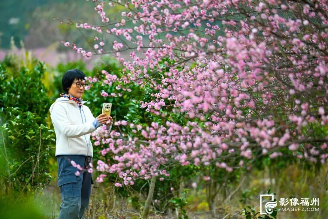 顶流诗意画卷！福州这里百亩百年古梅盛放！