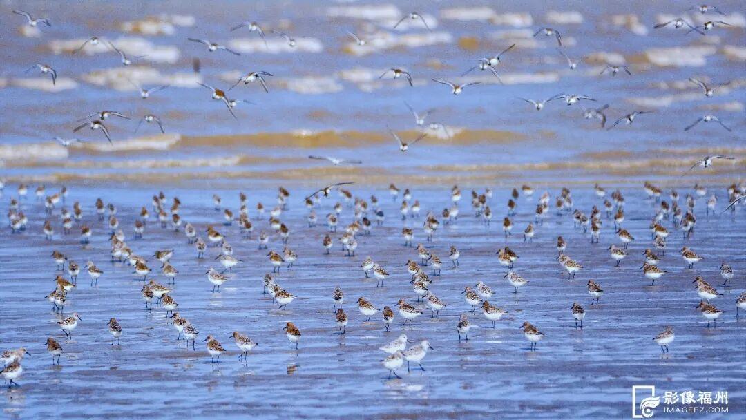 看，福州湿地美成多彩调色盘！