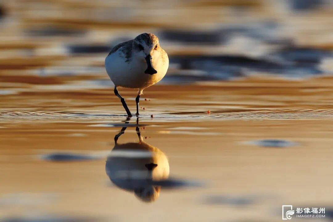 看，福州湿地美成多彩调色盘！