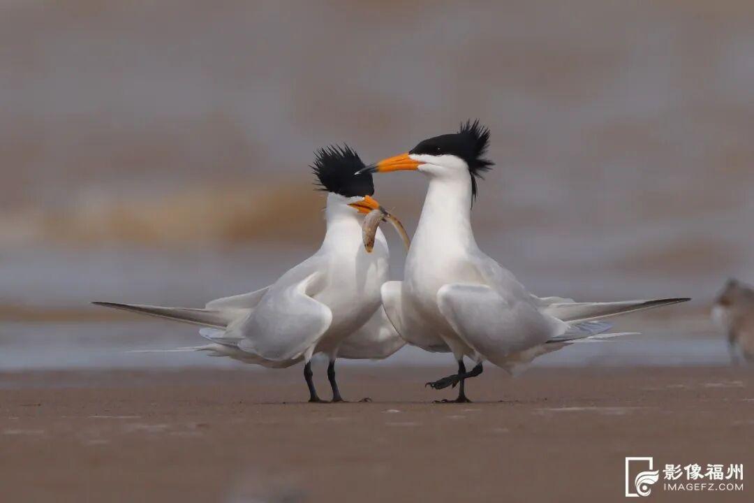 看，福州湿地美成多彩调色盘！