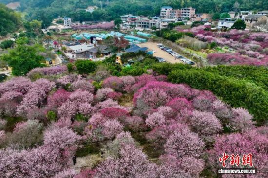 2月6日，福建福州闽侯县关中村的梅林迎来盛花期，漫山梅花次第绽放，灿若云霞铺展山间，美不胜收。(无人机照片)中新社记者 王东明 摄