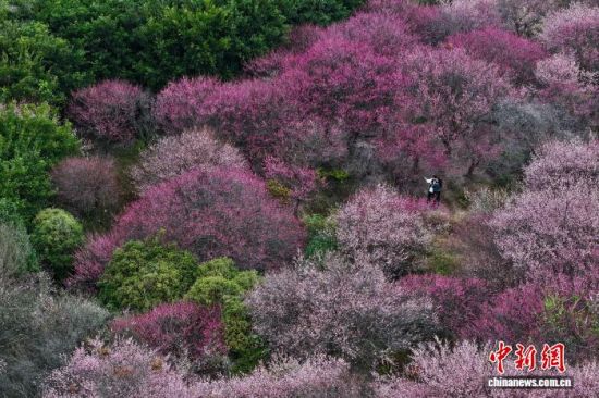 图为游客在梅林中赏梅。(无人机照片)中新社记者 王东明 摄