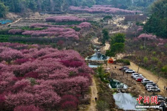 图为许多游客自驾车前来赏梅。(无人机照片)中新社记者 王东明 摄