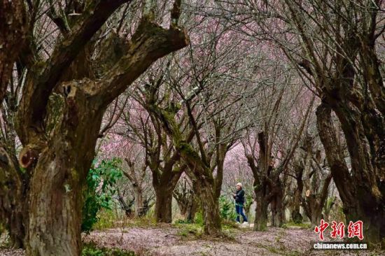 图为游客在梅林中赏梅。中新社记者 王东明 摄