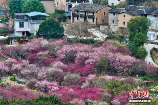 2月6日，福建福州闽侯县关中村的梅林迎来盛花期，漫山梅花次第绽放，灿若云霞铺展山间，美不胜收。(无人机照片)中新社记者 王东明 摄