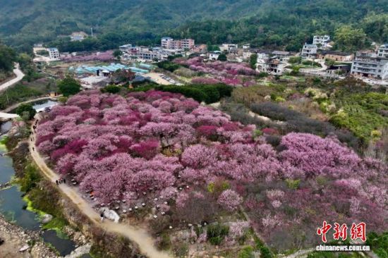 2月6日，福建福州闽侯县关中村的梅林迎来盛花期，漫山梅花次第绽放，灿若云霞铺展山间，美不胜收。(无人机照片)中新社记者 王东明 摄