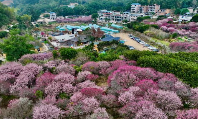 福建闽侯：梅绽枝头 春满人间