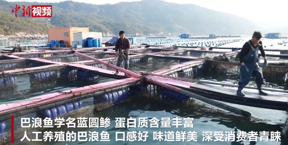 福建人工养殖巴浪鱼陆续捕捞上市