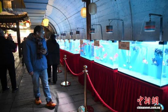 图为民众在防空洞里观看金鱼展。中新社记者 王东明 摄