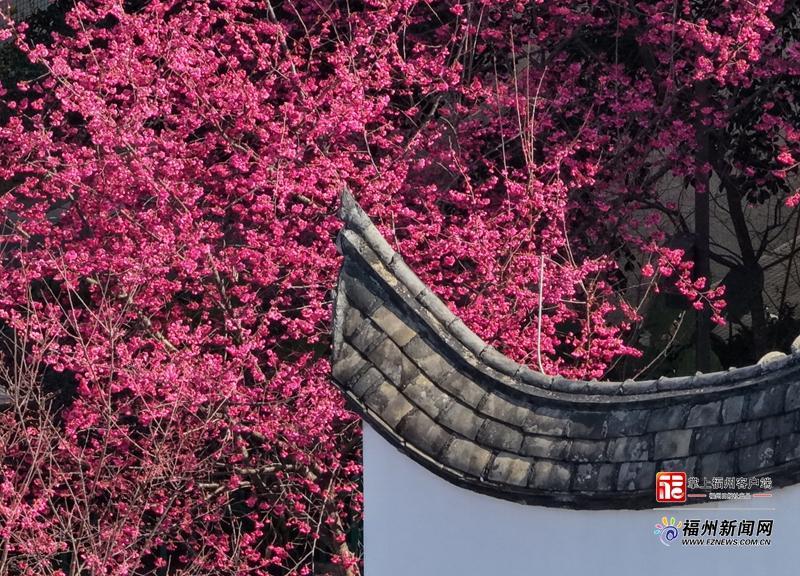 两岸樱花齐放 福州乌山日均游客数破万