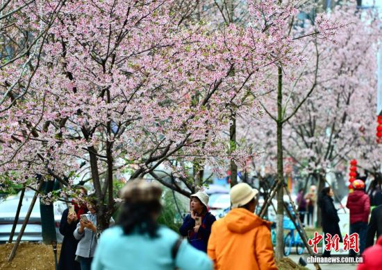2月26日,福建省福州市金岩路上一排樱花树正绚烂绽放,成为市区一道亮丽的春日风景线,吸引民众前来观赏打卡。中新社记者 张斌 摄 2月26日,福建省福州市金岩路上一排樱花树正绚烂绽放,成为市区一道亮丽的春日风景线,吸引民众前来观赏打卡。中新社记者 张斌 摄