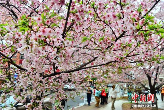 2月26日,福建省福州市金岩路上一排樱花树正绚烂绽放,成为市区一道亮丽的春日风景线,吸引民众前来观赏打卡。中新社记者 张斌 摄 2月26日,福建省福州市金岩路上一排樱花树正绚烂绽放,成为市区一道亮丽的春日风景线,吸引民众前来观赏打卡。中新社记者 张斌 摄