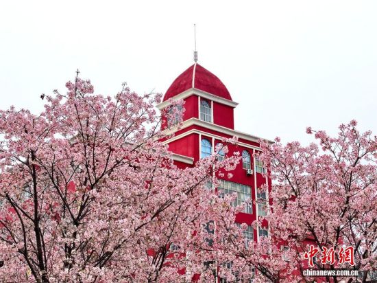 2月26日,福建省福州市金岩路上一排樱花树正绚烂绽放,成为市区一道亮丽的春日风景线,吸引民众前来观赏打卡。中新社记者 张斌 摄 2月26日,福建省福州市金岩路上一排樱花树正绚烂绽放,成为市区一道亮丽的春日风景线,吸引民众前来观赏打卡。中新社记者 张斌 摄