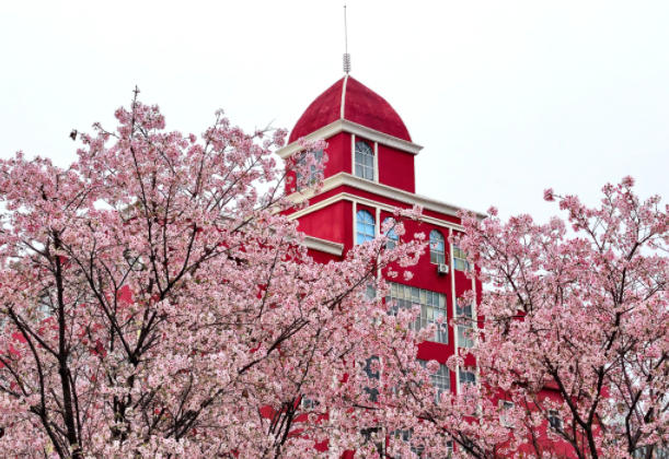 福州：街头樱花盛放 上演春日浪漫