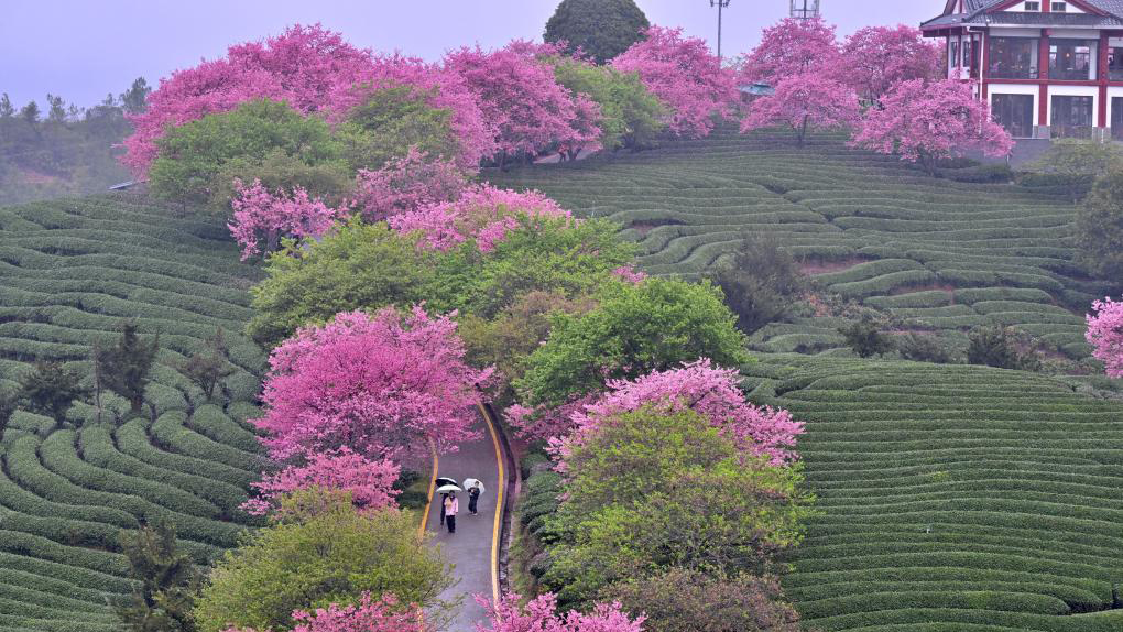 樱花绽放激活“春日经济”