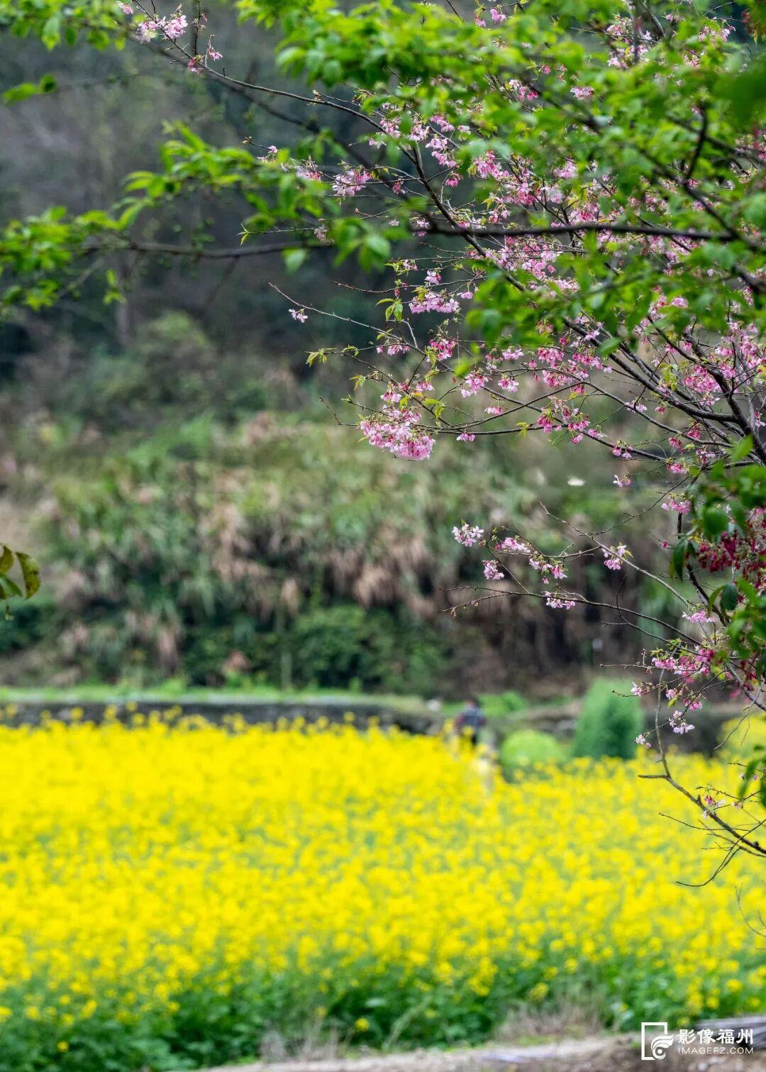 3月，赏花才是春日大事！