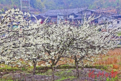 永泰李梅踏春来